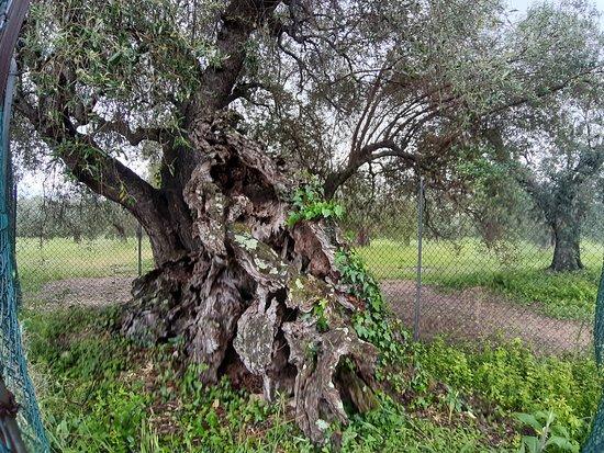 Olivo della Strega di Magliano in Toscana