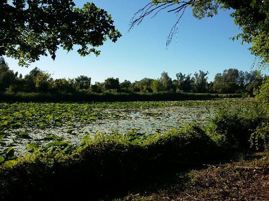 Il Parco del Loto