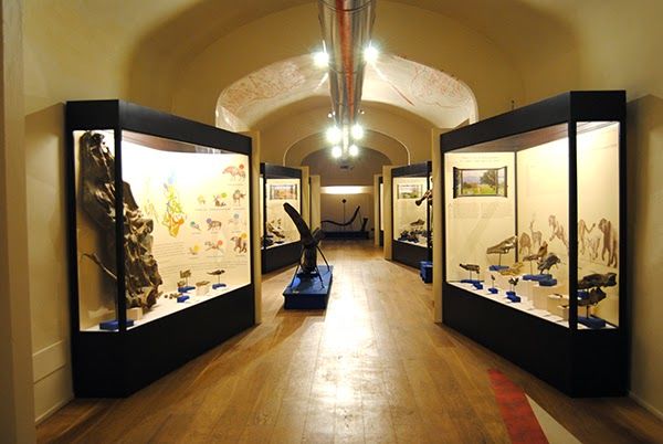 Museo paleontologico di Montevarchi
