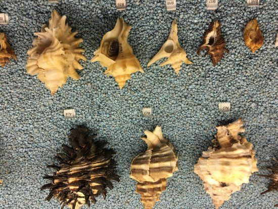 Museo Malacologico Malakos