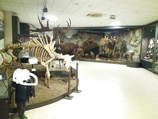 Museo della Preistoria "Luigi Donini"