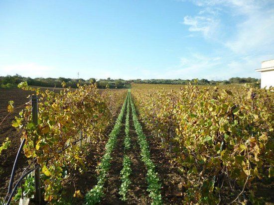 Azienda Agricola Montalbano