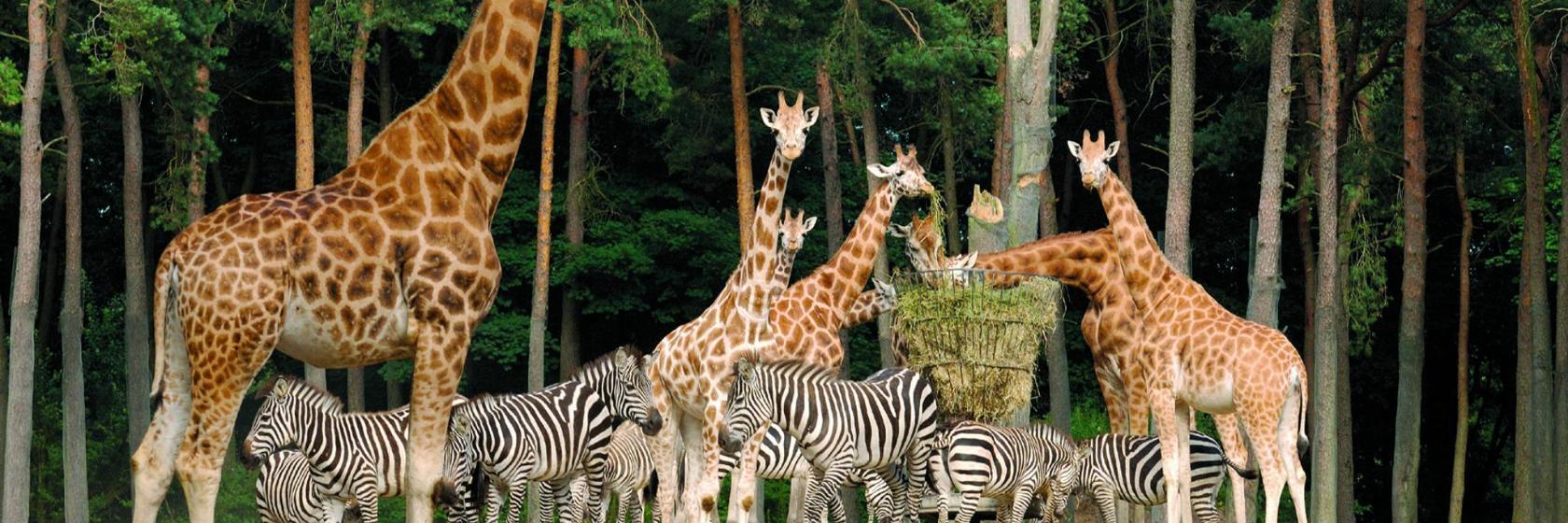 Zoo di Burgers